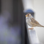 19150期大乐透开奖结果震撼揭晓,大奖花落谁家? trc9o